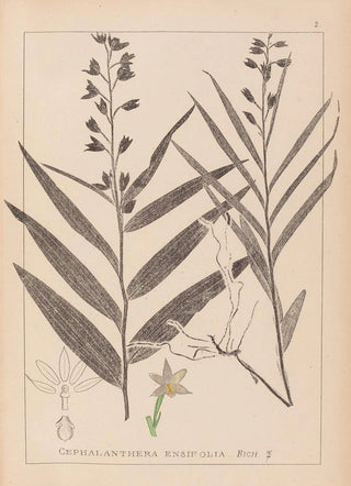 Herbier de la flore française Pl0983 - Louis Antoine Cusin — artwork view