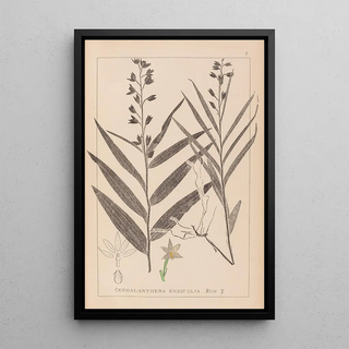 Herbier de la flore française Pl0983 - Louis Antoine Cusin — framed artwork on a wall