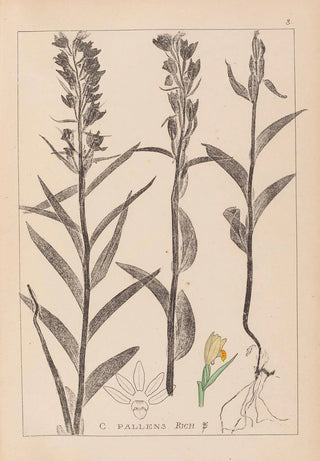 Herbier de la flore française Pl0984 - Louis Antoine Cusin — artwork view