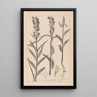Herbier de la flore française Pl0984 - Louis Antoine Cusin — framed artwork on a wall