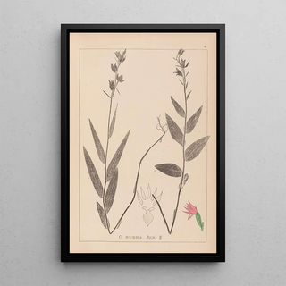 Herbier de la flore française Pl0985 - Louis Antoine Cusin — framed artwork on a wall