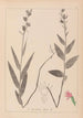 Herbier de la flore française Pl0985 - Louis Antoine Cusin — artwork view