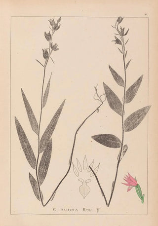 Herbier de la flore française Pl0985 - Louis Antoine Cusin — artwork view