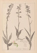 Herbier de la flore française Pl0986 - Louis Antoine Cusin — artwork view