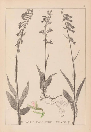 Herbier de la flore française Pl0986 - Louis Antoine Cusin — artwork view