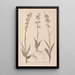 Herbier de la flore française Pl0986 - Louis Antoine Cusin — framed artwork on a wall