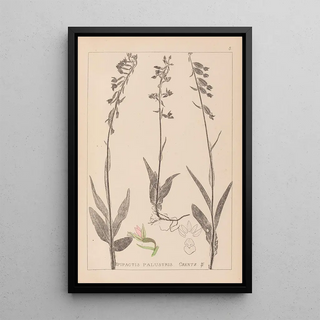 Herbier de la flore française Pl0986 - Louis Antoine Cusin — framed artwork on a wall