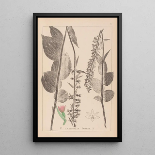 Herbier de la flore française Pl0987 - Louis Antoine Cusin — framed artwork on a wall