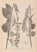 Herbier de la flore française Pl0987 - Louis Antoine Cusin — artwork view