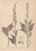 Herbier de la flore française Pl0988 - Louis Antoine Cusin — artwork view