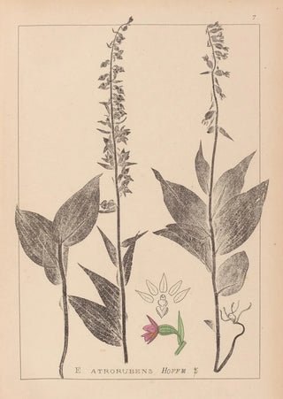 Herbier de la flore française Pl0988 - Louis Antoine Cusin — artwork view