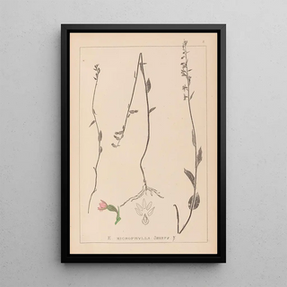 Herbier de la flore française Pl0989 - Louis Antoine Cusin — framed artwork on a wall