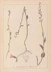 Herbier de la flore française Pl0989 - Louis Antoine Cusin — artwork view