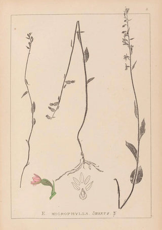 Herbier de la flore française Pl0989 - Louis Antoine Cusin — artwork view
