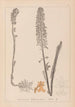 Herbier de la flore française Pl0990 - Louis Antoine Cusin — artwork view