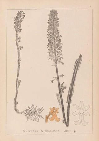 Herbier de la flore française Pl0990 - Louis Antoine Cusin — artwork view