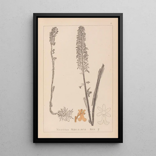 Herbier de la flore française Pl0990 - Louis Antoine Cusin — framed artwork on a wall