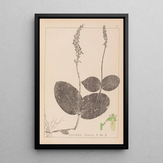 Herbier de la flore française Pl0991 - Louis Antoine Cusin — framed artwork on a wall