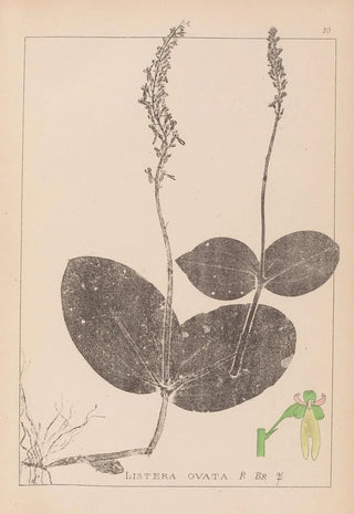 Herbier de la flore française Pl0991 - Louis Antoine Cusin — artwork view