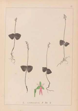 French flora herbarium painting Pl0992 - Louis Antoine Cusin — artwork view
