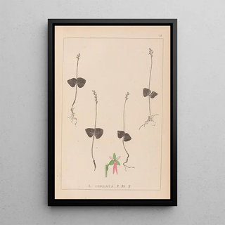 French flora herbarium painting Pl0992 - Louis Antoine Cusin — framed artwork on a wall