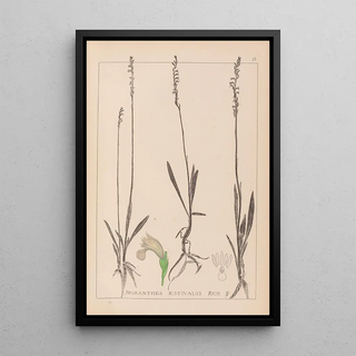 Herbier de la flore française Pl0993 - Louis Antoine Cusin — framed artwork on a wall
