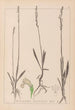 Herbier de la flore française Pl0993 - Louis Antoine Cusin — artwork view