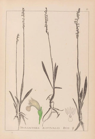 Herbier de la flore française Pl0993 - Louis Antoine Cusin — artwork view