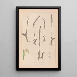 Herbier de la flore française Pl0994 - Louis Antoine Cusin — framed artwork on a wall