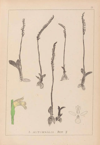 Herbier de la flore française Pl0994 - Louis Antoine Cusin — artwork view