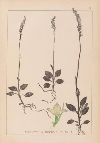 Herbier de la flore française Pl0995 - Louis Antoine Cusin — artwork view