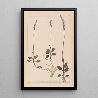Herbier de la flore française Pl0995 - Louis Antoine Cusin — framed artwork on a wall
