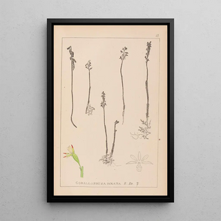 French flora herbarium painting Pl0996 - Louis Antoine Cusin — framed artwork on a wall