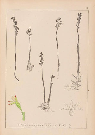 French flora herbarium painting Pl0996 - Louis Antoine Cusin — artwork view