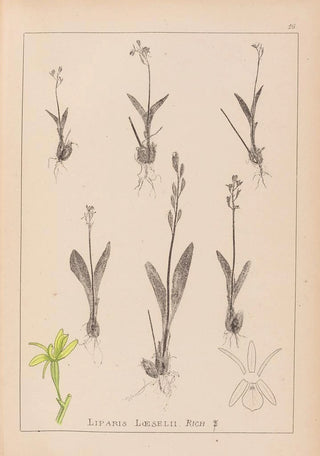 Herbier de la flore française Pl0997 - Louis Antoine Cusin — artwork view