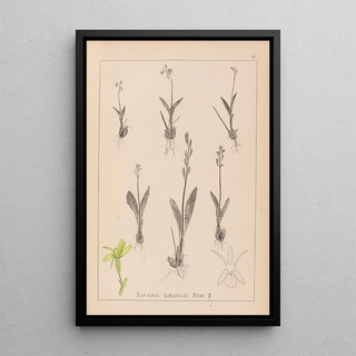 Herbier de la flore française Pl0997 - Louis Antoine Cusin — framed artwork on a wall