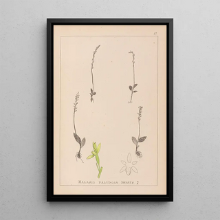 Herbier de la flore française Pl0998 - Louis Antoine Cusin — framed artwork on a wall