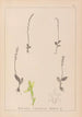 Herbier de la flore française Pl0998 - Louis Antoine Cusin — artwork view