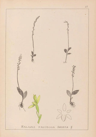 Herbier de la flore française Pl0998 - Louis Antoine Cusin — artwork view