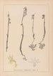 Herbier de la flore française Pl0999 - Louis Antoine Cusin — artwork view