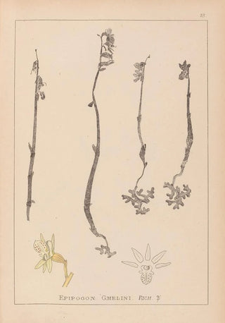 Herbier de la flore française Pl0999 - Louis Antoine Cusin — artwork view