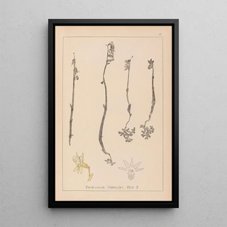 Herbier de la flore française Pl0999 - Louis Antoine Cusin — framed artwork on a wall