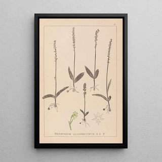 Herbier de la flore française Pl1000 - Louis Antoine Cusin — framed artwork on a wall