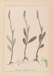 Herbier de la flore française Pl1001 - Louis Antoine Cusin — artwork view