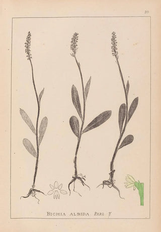 Herbier de la flore française Pl1001 - Louis Antoine Cusin — artwork view