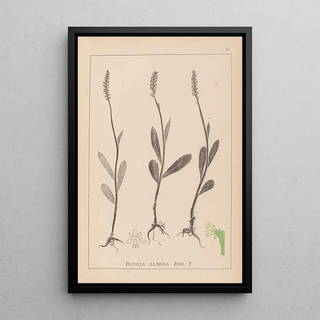Herbier de la flore française Pl1001 - Louis Antoine Cusin — framed artwork on a wall