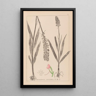 Herbier de la flore française Pl1002 - Louis Antoine Cusin — framed artwork on a wall