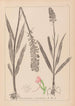 Herbier de la flore française Pl1002 - Louis Antoine Cusin — artwork view