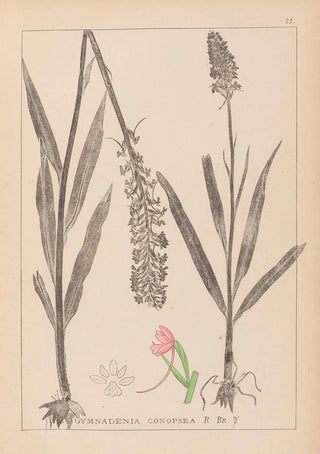 Herbier de la flore française Pl1002 - Louis Antoine Cusin — artwork view