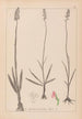 Herbier de la flore française Pl1003 - Louis Antoine Cusin — artwork view
